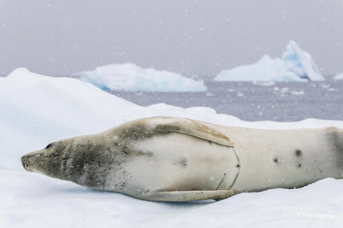 HDS23-25, Day 4, 5D5A9700 © Koen Jongerling - Oceanwide Expeditions.jpg