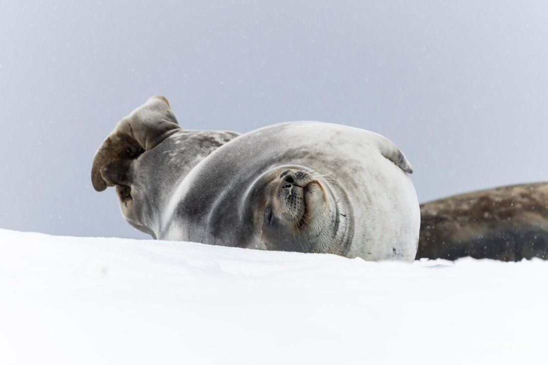HDS23-25, Day 4, 5D5A9705 © Koen Jongerling - Oceanwide Expeditions.jpg