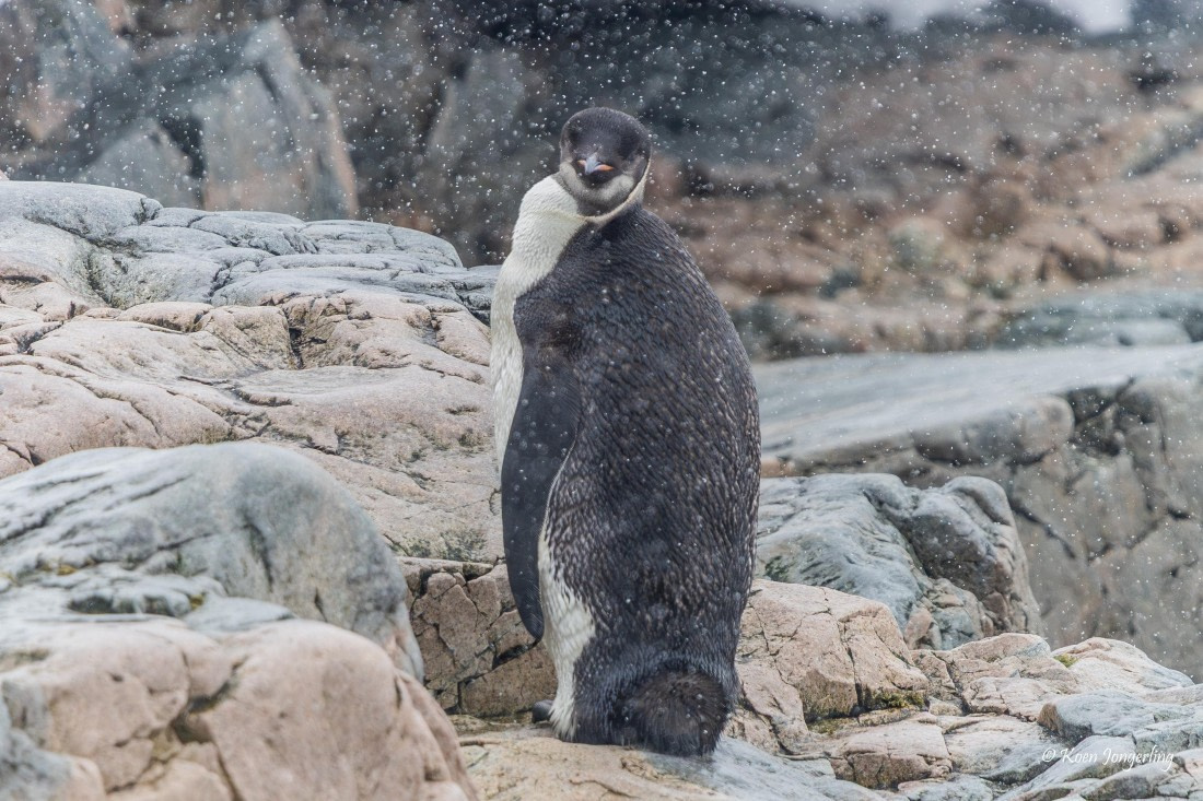 HDS23-25, Day 4, 5D5A9727 © Koen Jongerling - Oceanwide Expeditions.jpg
