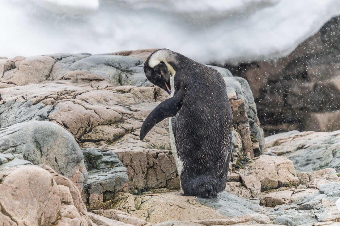 HDS23-25, Day 4, 5D5A9731 © Koen Jongerling - Oceanwide Expeditions.jpg