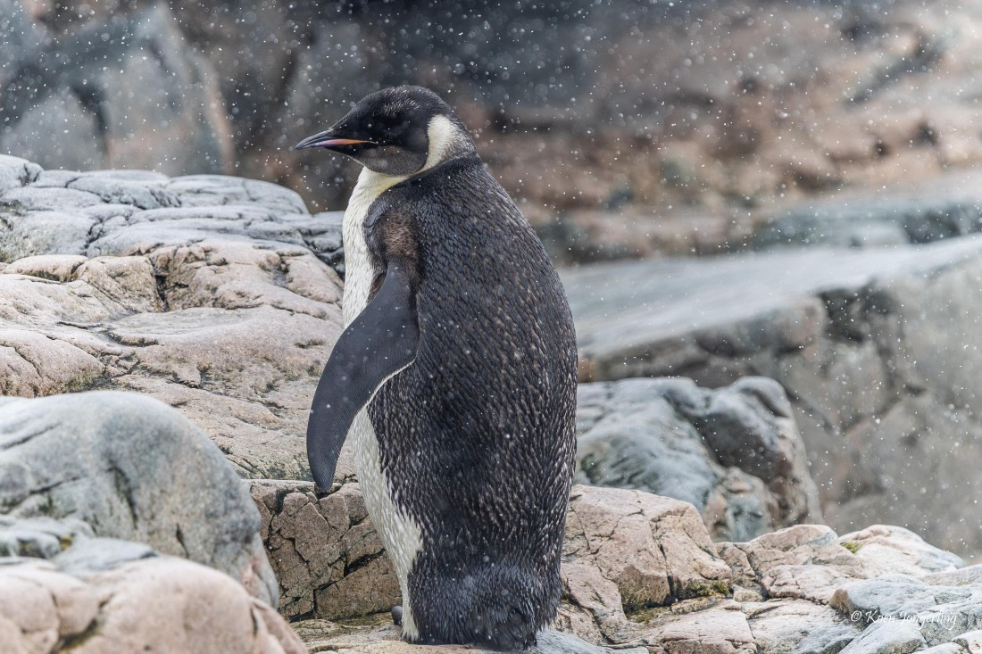 HDS23-25, Day 4, 5D5A9738 © Koen Jongerling - Oceanwide Expeditions.jpg