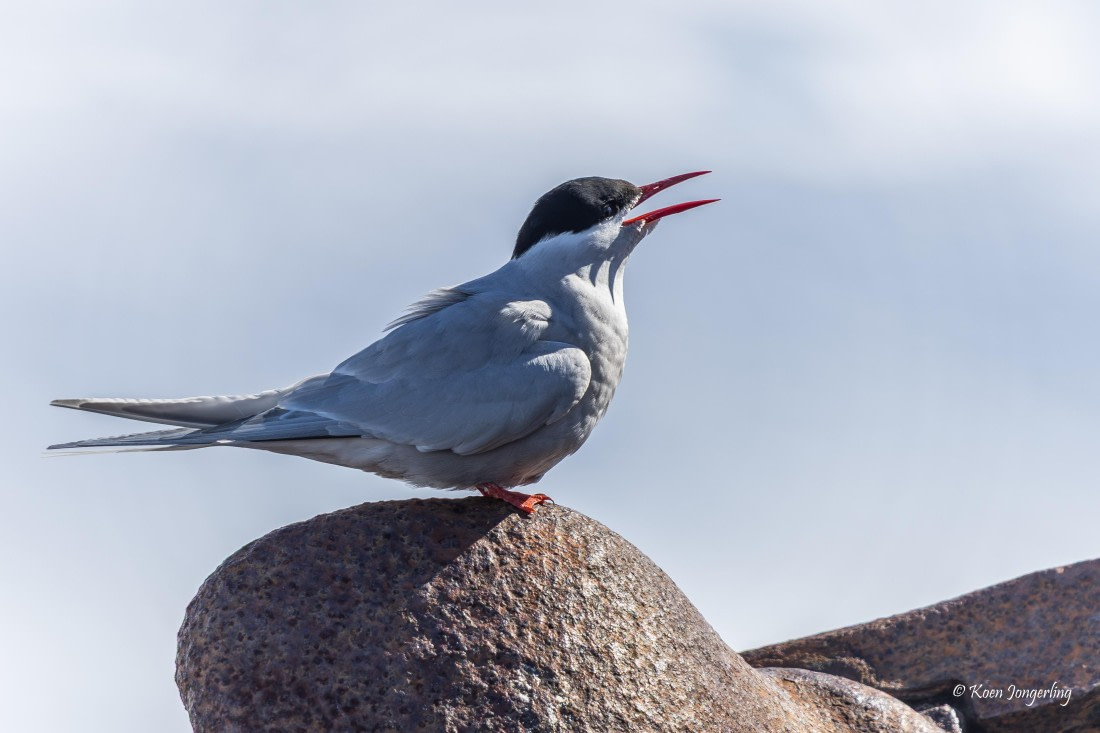HDS23-25, Day 4, 5D5A9803 © Koen Jongerling - Oceanwide Expeditions.jpg