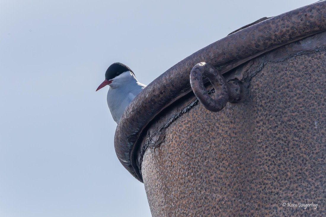 HDS23-25, Day 4, 5D5A9807 © Koen Jongerling - Oceanwide Expeditions.jpg