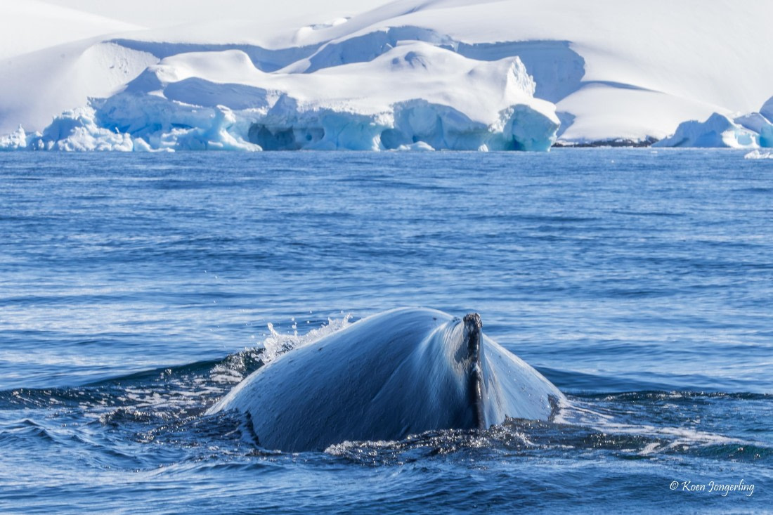 HDS23-25, Day 4, 5D5A9836 © Koen Jongerling - Oceanwide Expeditions.jpg