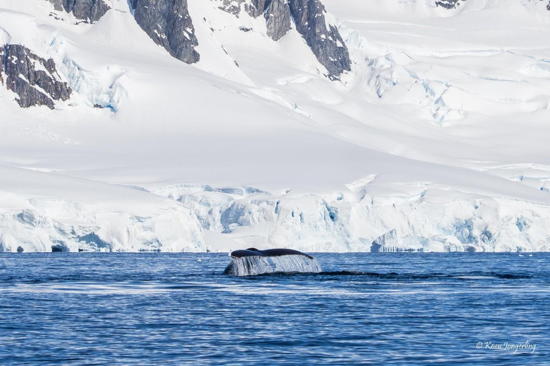 HDS23-25, Day 4, 5D5A9846 © Koen Jongerling - Oceanwide Expeditions.jpg