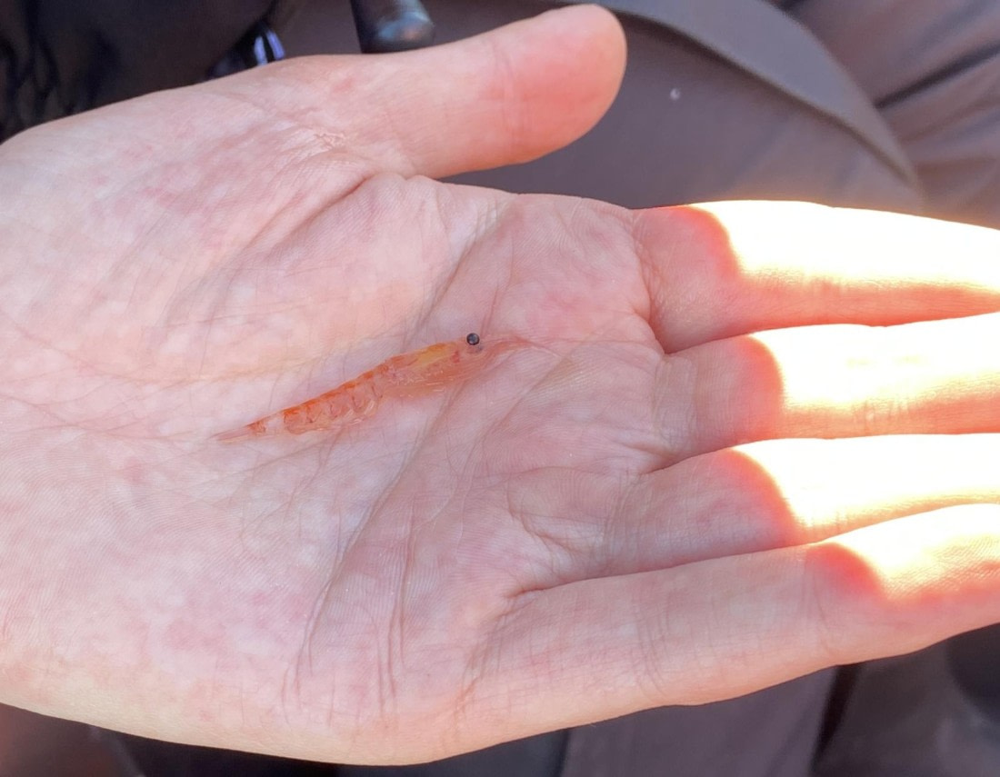 HDS23-25, Day 4, IMG_7526 © Unknown photographer - Oceanwide Expeditions.jpg