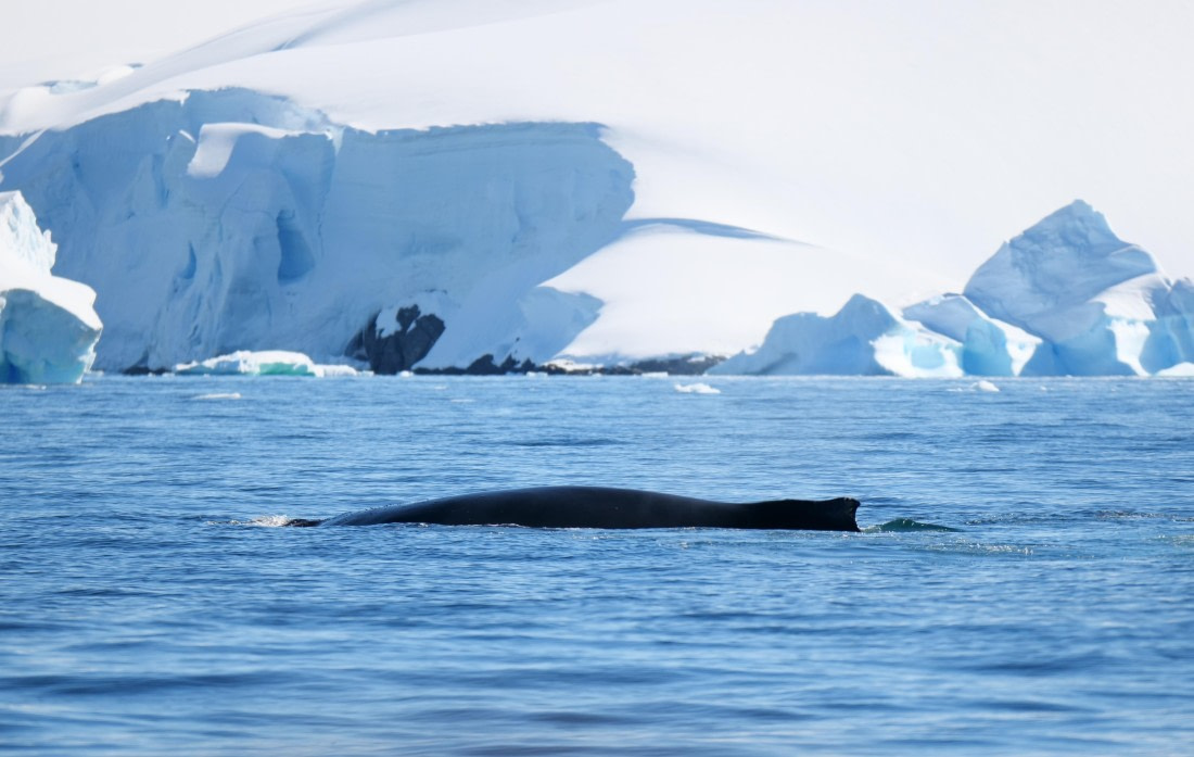 HDS23-25, Day 4, P1022849 © Unknown photographer - Oceanwide Expeditions.JPG