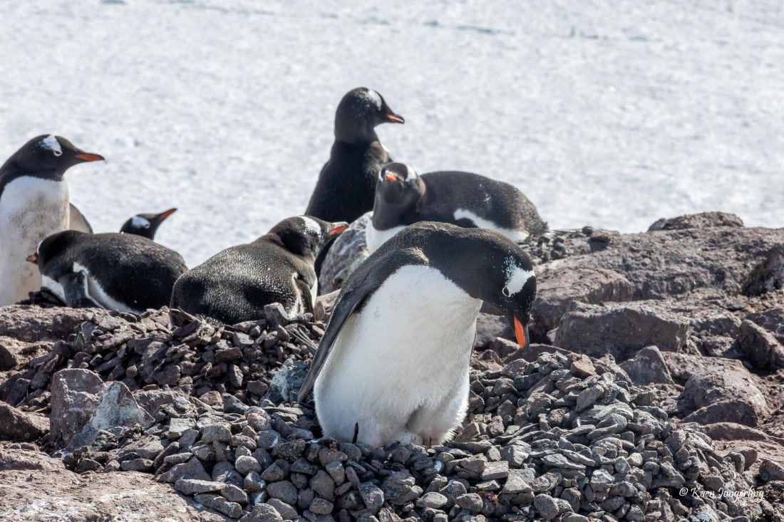 HDS23-25, Day 5, 5D5A9895 © Koen Jongerling - Oceanwide Expeditions.jpg