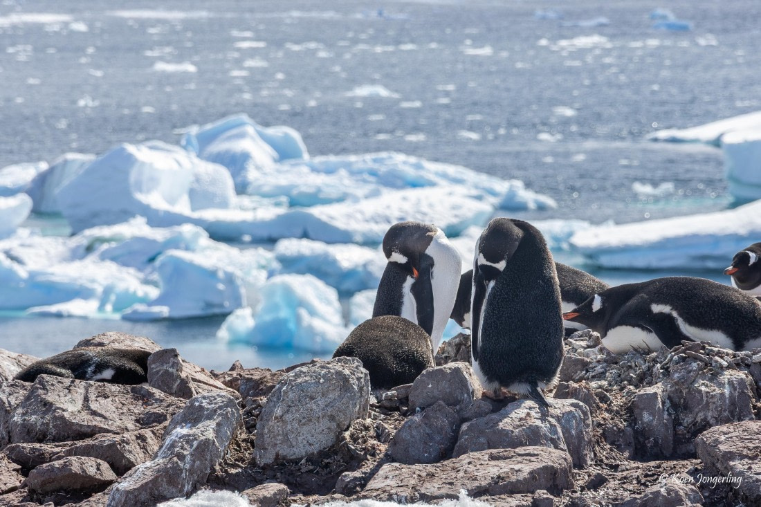 HDS23-25, Day 5, 5D5A9901 © Koen Jongerling - Oceanwide Expeditions.jpg