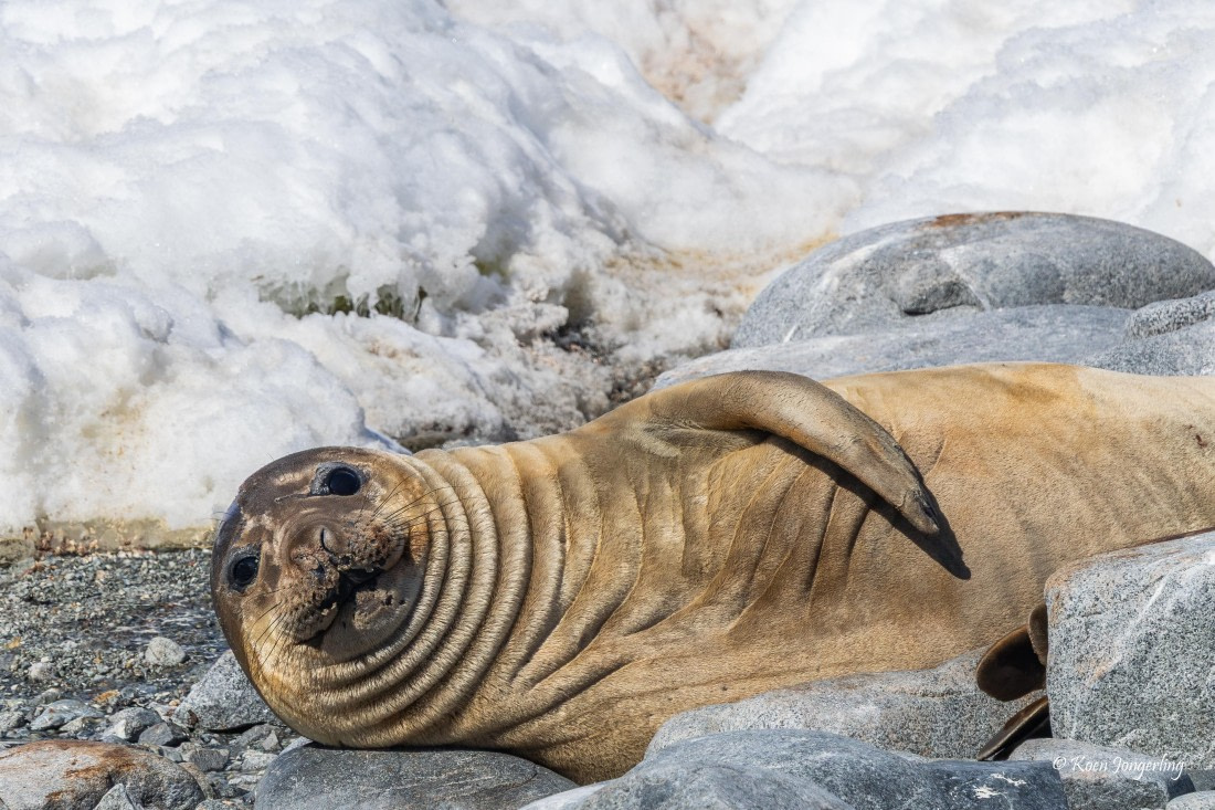 HDS23-25, Day 5, 5D5A9905 © Koen Jongerling - Oceanwide Expeditions.jpg