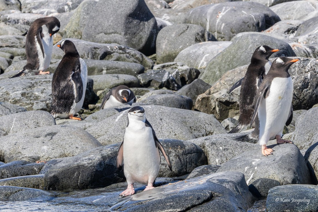 HDS23-25, Day 5, 5D5A9909 © Koen Jongerling - Oceanwide Expeditions.jpg