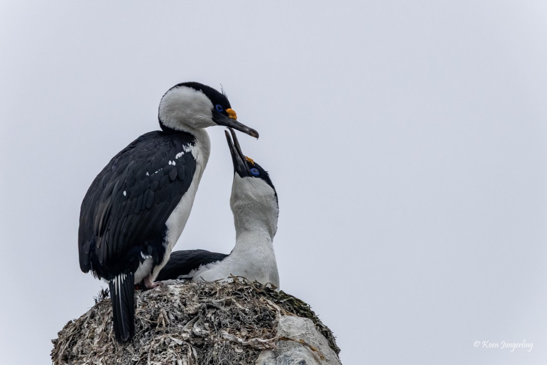 HDS23-25, Day 6, 5D5A9941 © Koen Jongerling - Oceanwide Expeditions.jpg