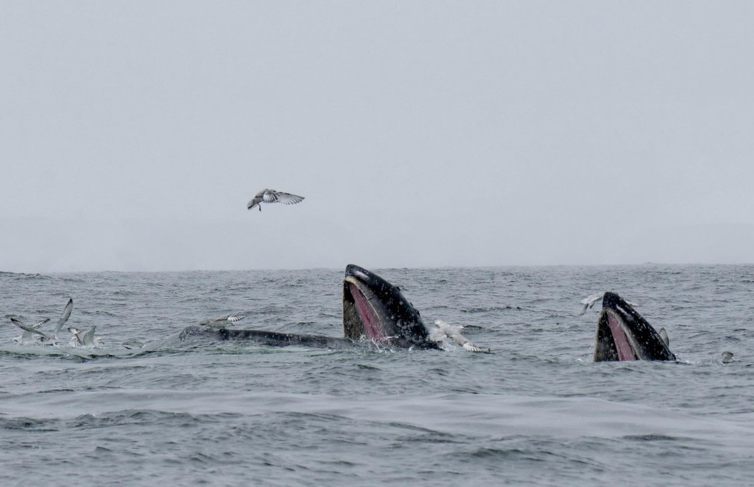 HDS23-25, Day 6, P1022858 © Unknown photographer - Oceanwide Expeditions.jpg