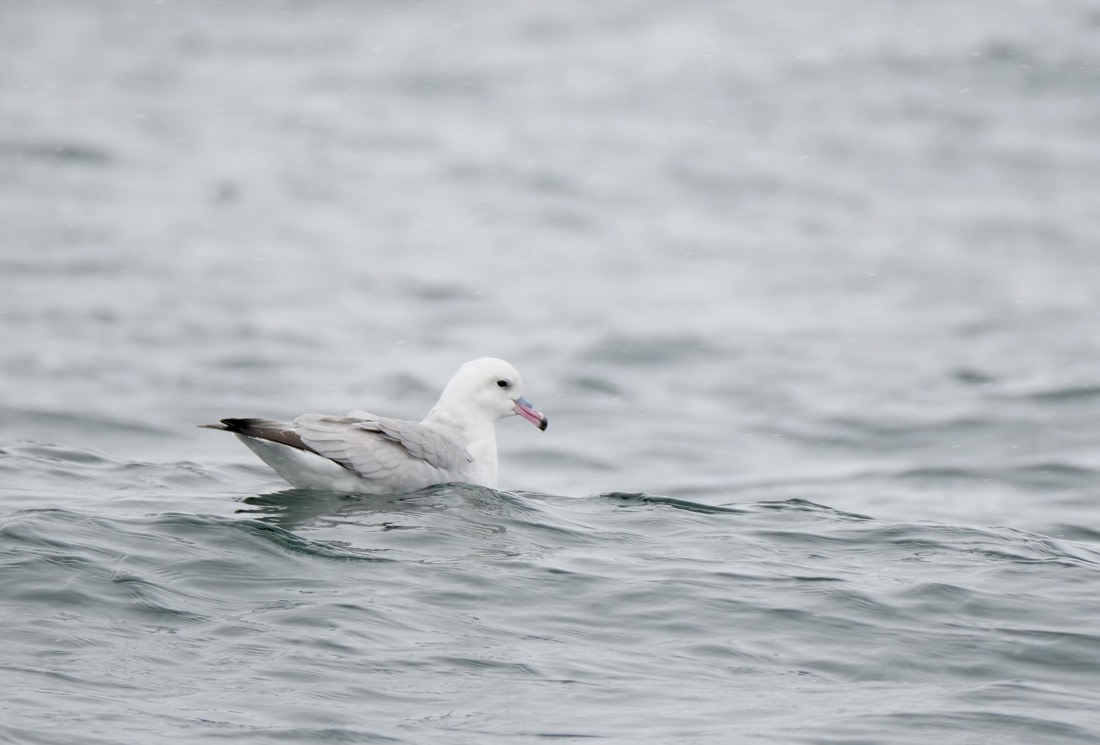 HDS23-25, Day 6, P1022898 © Unknown photographer - Oceanwide Expeditions.JPG