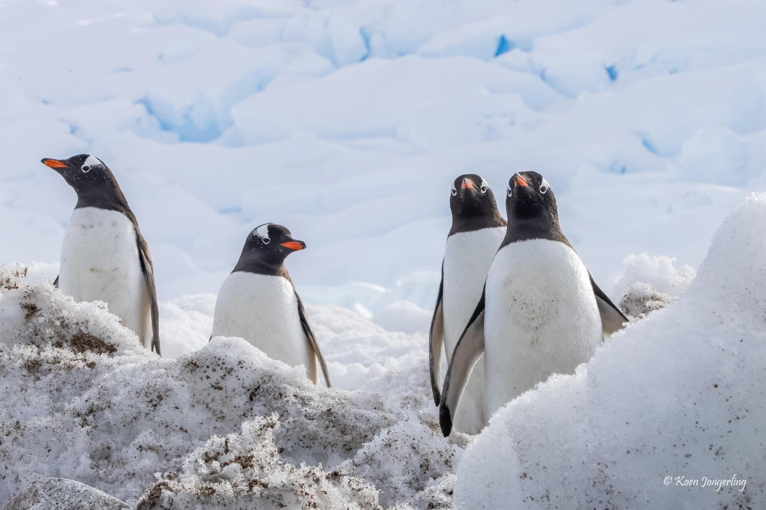 HDS23-25, Day 7, 5D5A0006 © Koen Jongerling - Oceanwide Expeditions.jpg