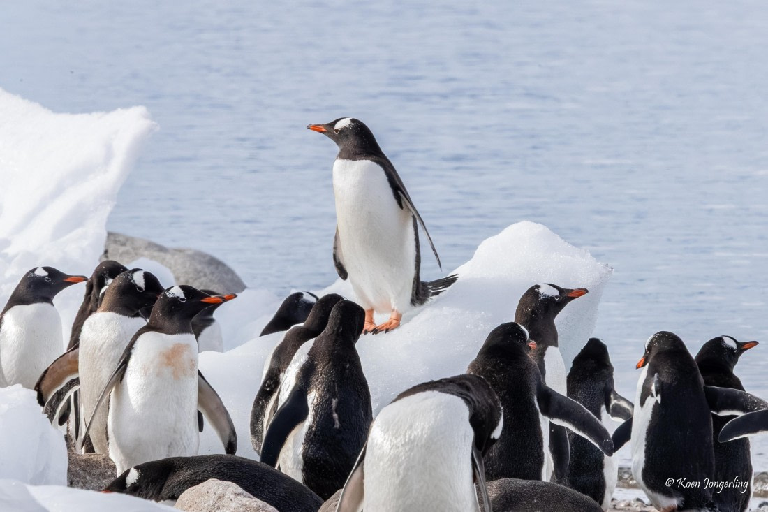 HDS23-25, Day 7, 5D5A0015 © Koen Jongerling - Oceanwide Expeditions.jpg