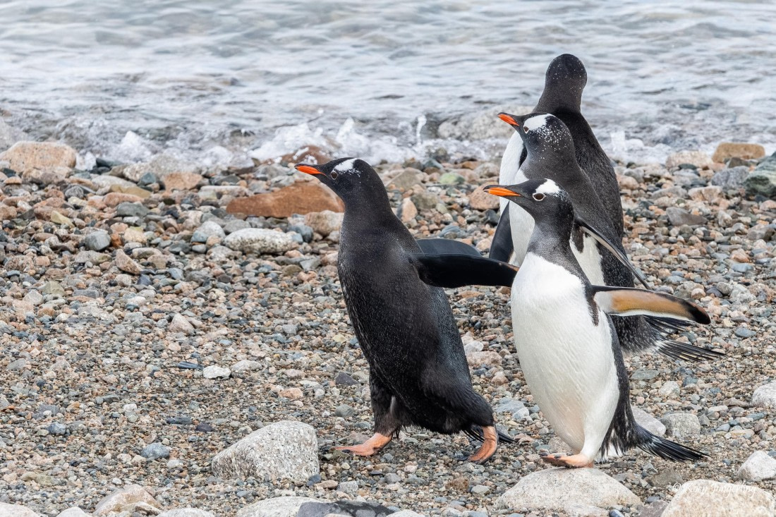 HDS23-25, Day 7, 5D5A0020 © Koen Jongerling - Oceanwide Expeditions.jpg