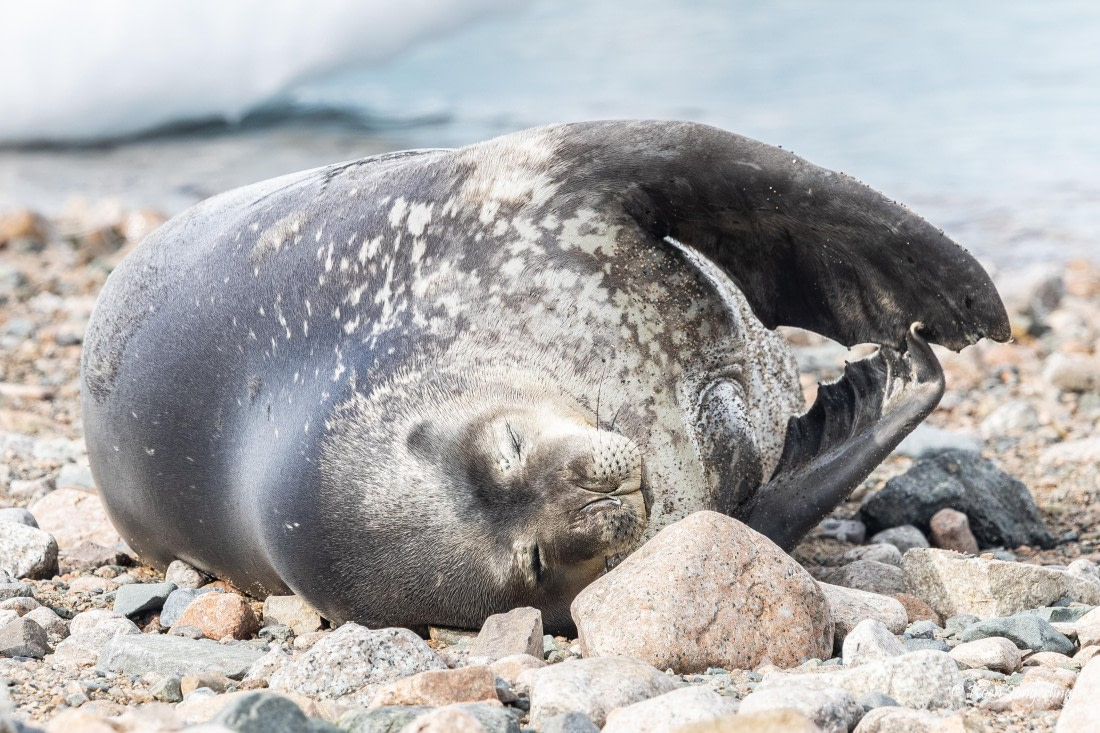 HDS23-25, Day 7, 5D5A0040 © Koen Jongerling - Oceanwide Expeditions.jpg