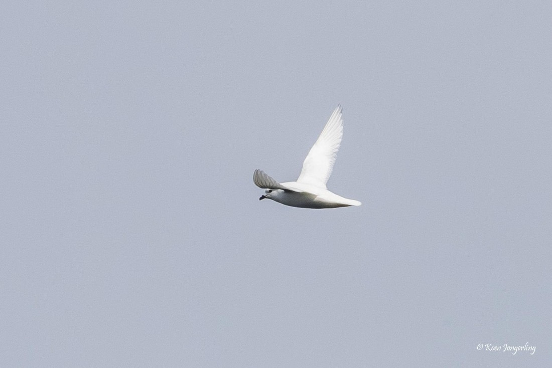 HDS23-25, Day 7, 5D5A0050 © Koen Jongerling - Oceanwide Expeditions.jpg