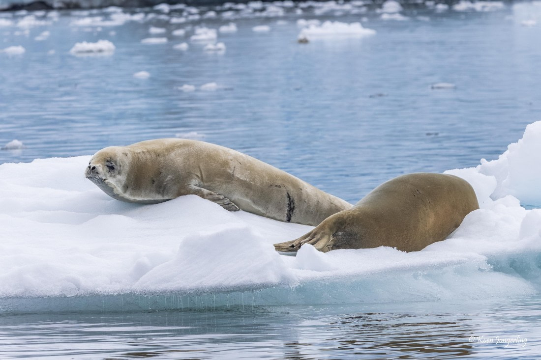 HDS23-25, Day 7, 5D5A0058 © Koen Jongerling - Oceanwide Expeditions.jpg