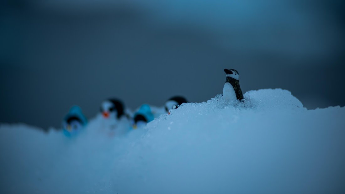 HDS23-25, Day 9, RLO_6432 © Alexander Romanovskiy - Oceanwide Expeditions.jpg
