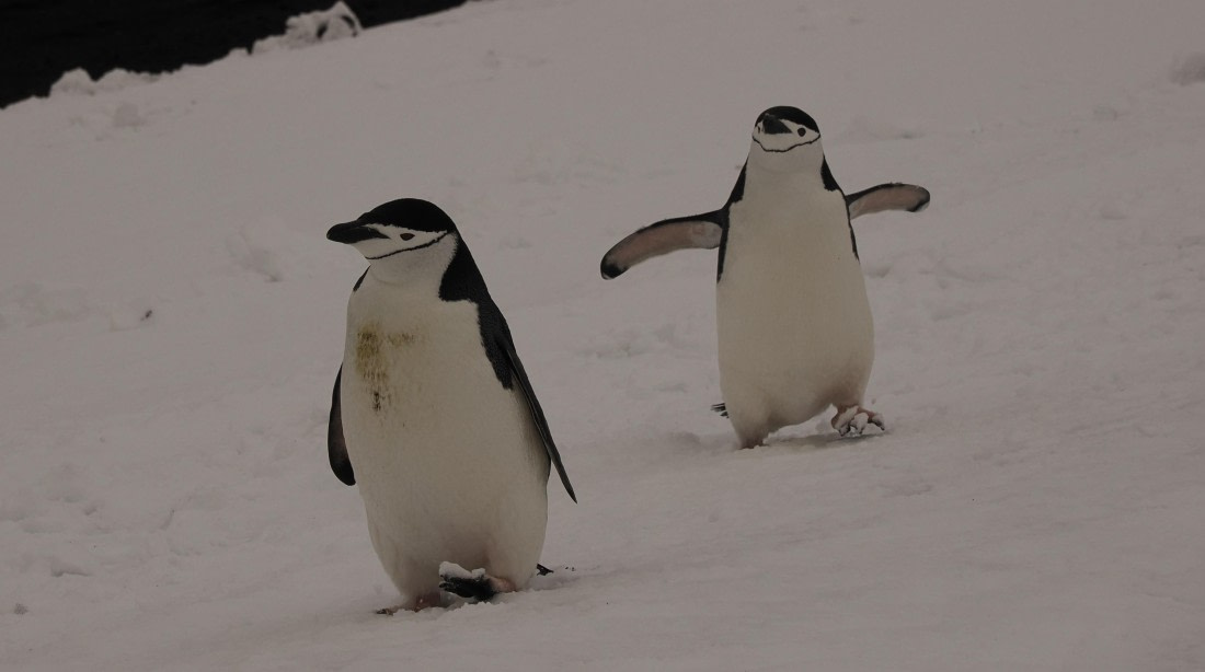 HDS23-25, Day 10, APMG6645 © Andy Perkins - Oceanwide Expeditions.JPG