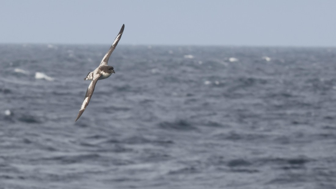 PLA23-25, Day 2,   PLA23_28NOV_AtSea_RegisPERDRIAT (1).jpg©Regis Perderiat - Oceanwide Expeditions.jpg