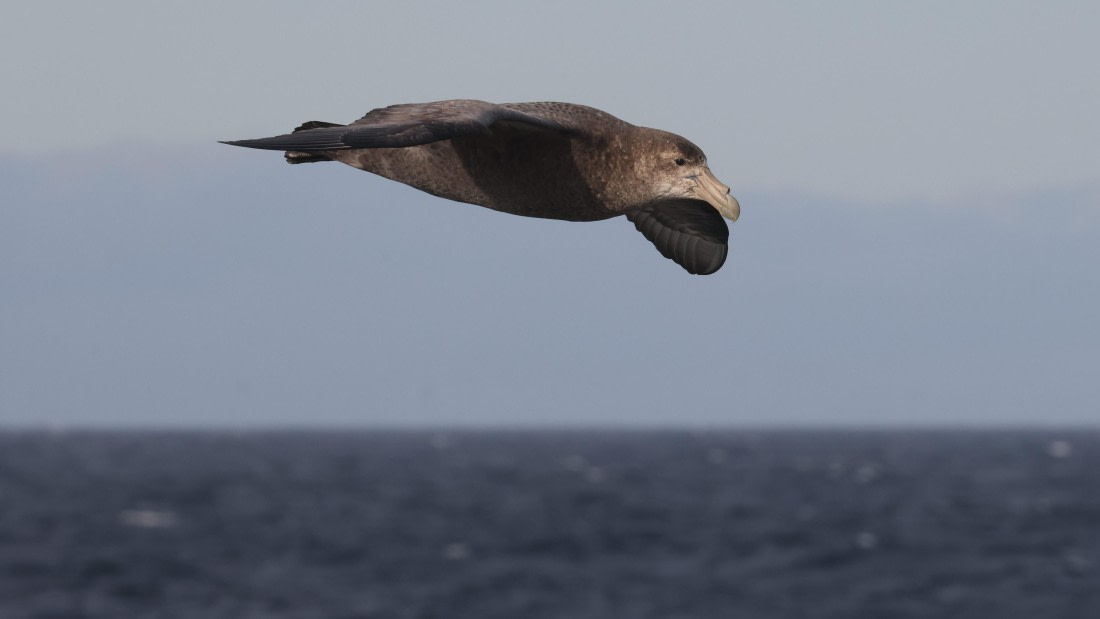 PLA23-25, Day 2,   PLA23_28NOV_AtSea_RegisPERDRIAT (2).jpg©Regis Perderiat - Oceanwide Expeditions.jpg