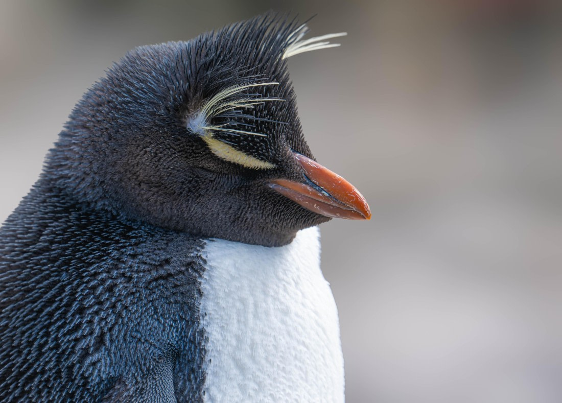 PLA23-25, Day 3,   29-11 - Birds - AC-6.jpg©Andrew Crowder - Oceanwide Expeditions.jpg