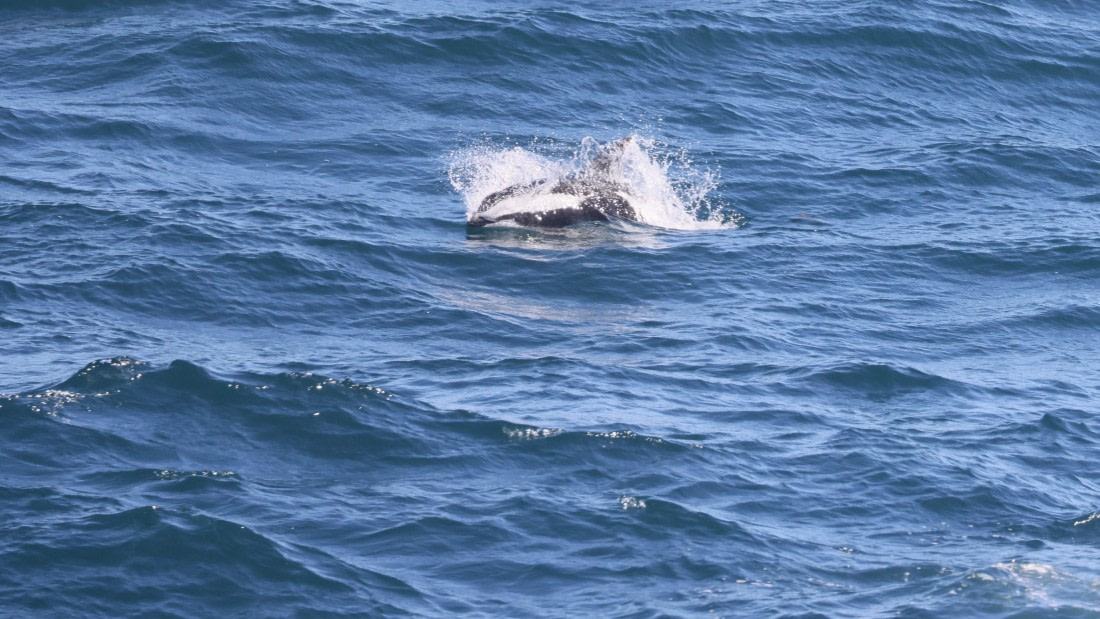 PLA23-25, Day 2,   PLA23_28NOV_AtSea_RegisPERDRIAT (8).jpg©Regis Perderiat - Oceanwide Expeditions.jpg