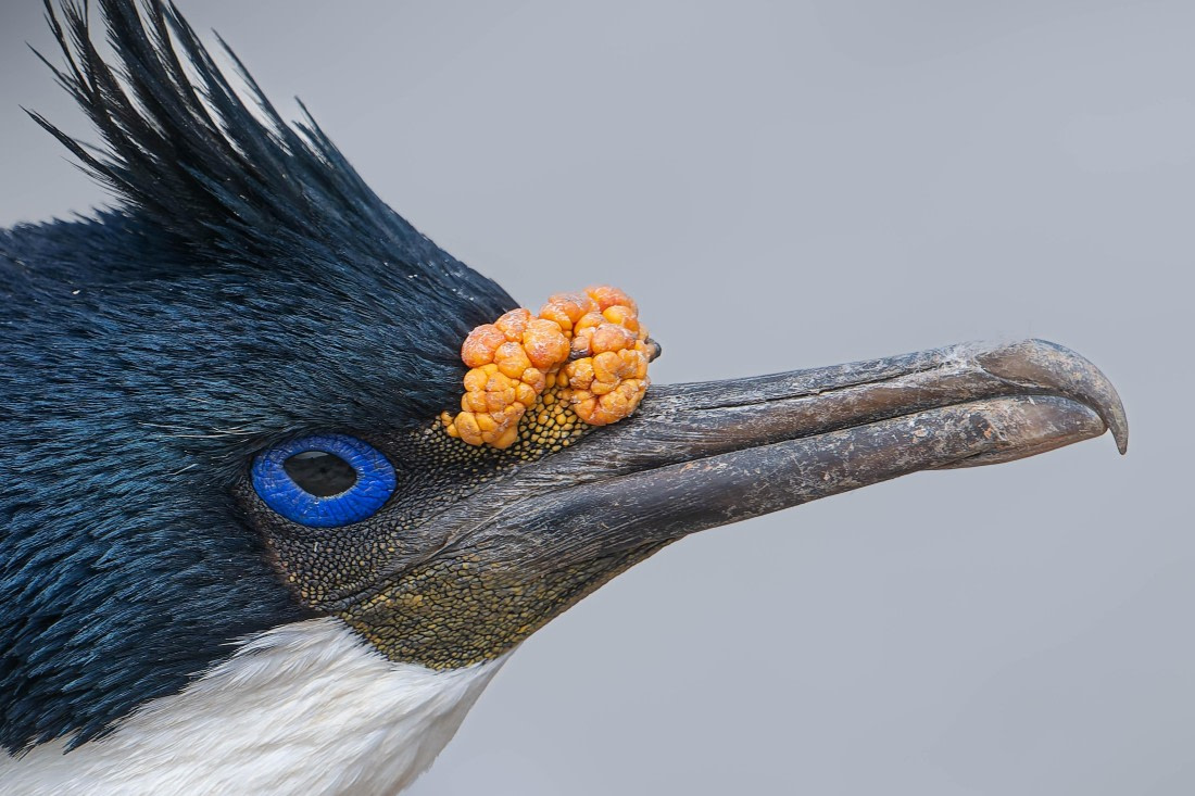 PLA23-25, Day 3,   29-11 - Birds - AC-9.jpg©Andrew Crowder - Oceanwide Expeditions.jpg