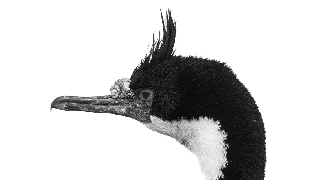 PLA23-25, Day 3,   29-11 - Birds - AC-10.jpg©Andrew Crowder - Oceanwide Expeditions.jpg