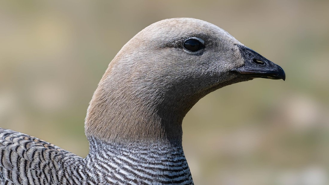 PLA23-25, Day 3,   29-11 - Birds - AC-11.jpg©Andrew Crowder - Oceanwide Expeditions.jpg