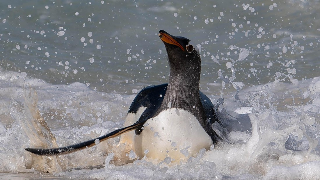 PLA23-25, Day 3,   29-11 - Birds - AC-13.jpg©Andrew Crowder - Oceanwide Expeditions.jpg