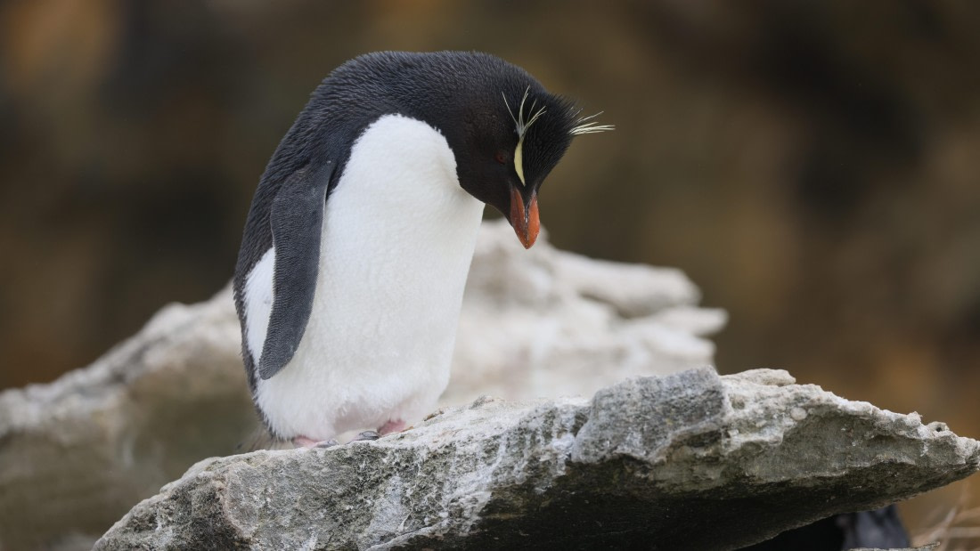 PLA23-25, Day 3,   PLA23_29NOV_FLK_New_Island_RegisPERDRIAT (1).jpg©Regis Perderiat - Oceanwide Expeditions.jpg