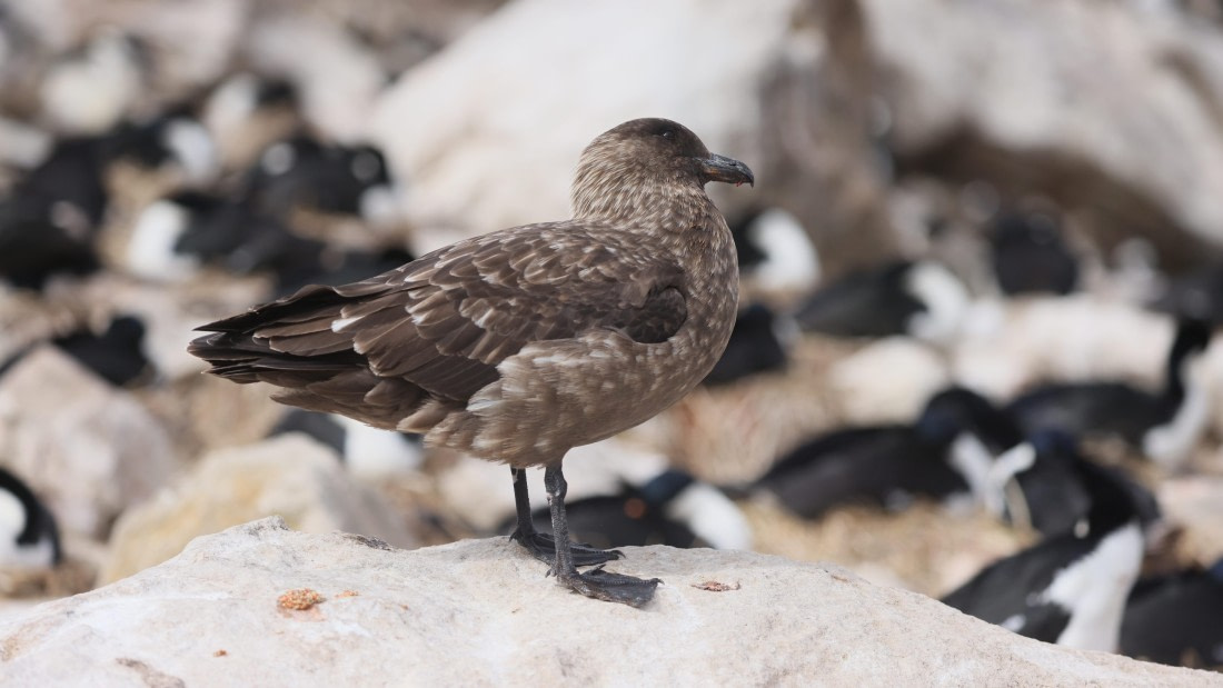 PLA23-25, Day 3,   PLA23_29NOV_FLK_New_Island_RegisPERDRIAT (4).jpg©Regis Perderiat - Oceanwide Expeditions.jpg