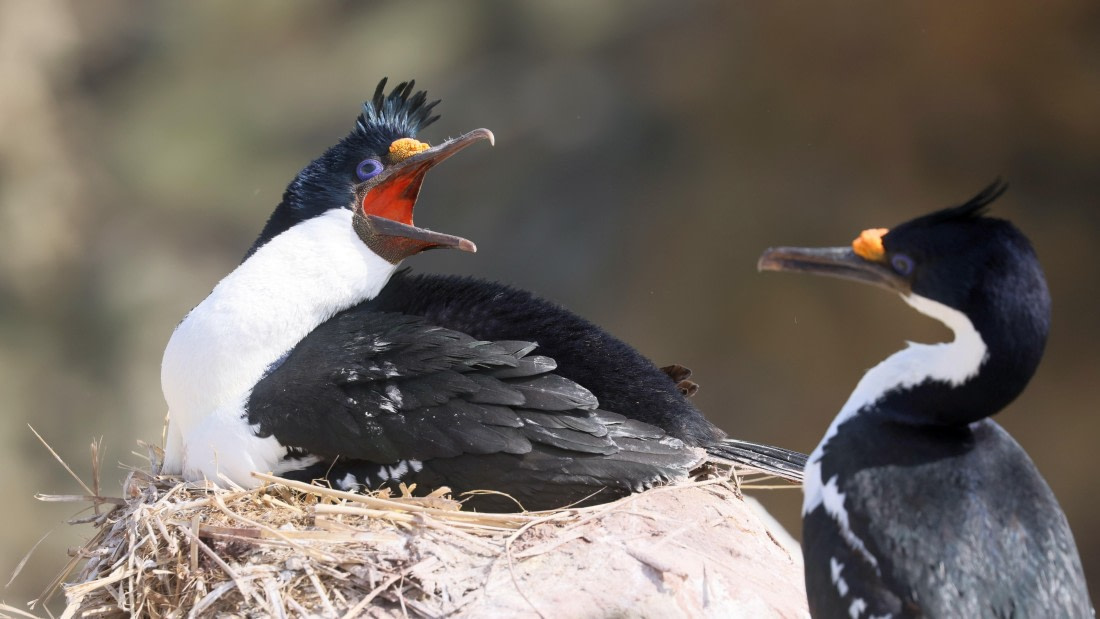 PLA23-25, Day 3,   PLA23_29NOV_FLK_New_Island_RegisPERDRIAT (7).jpg©Regis Perderiat - Oceanwide Expeditions.jpg