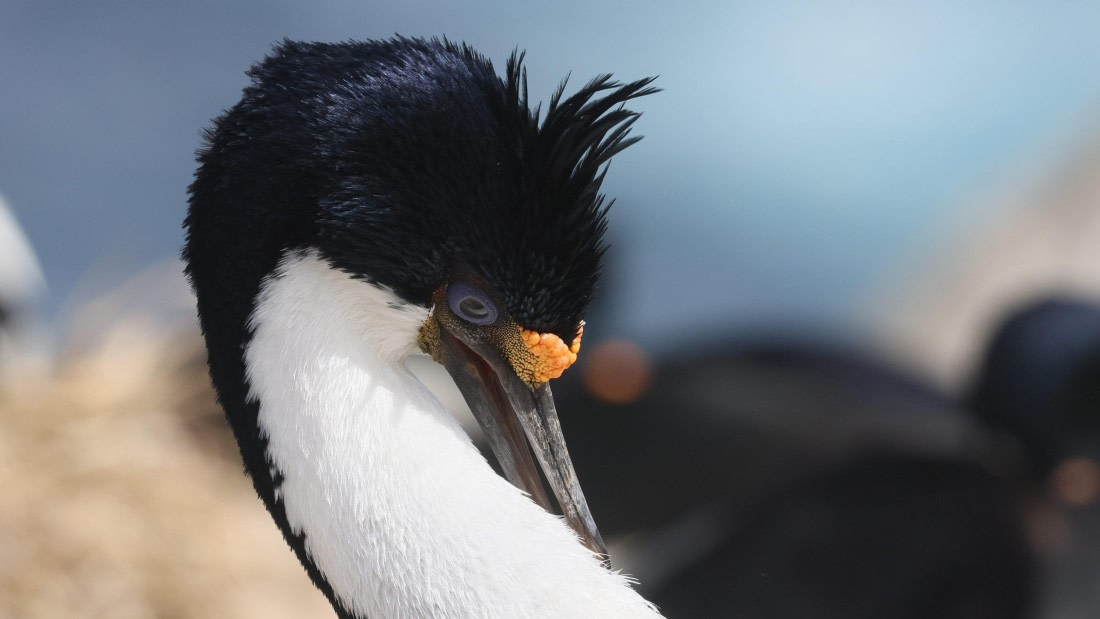 PLA23-25, Day 3,   PLA23_29NOV_FLK_New_Island_RegisPERDRIAT (8).jpg©Regis Perderiat - Oceanwide Expeditions.jpg