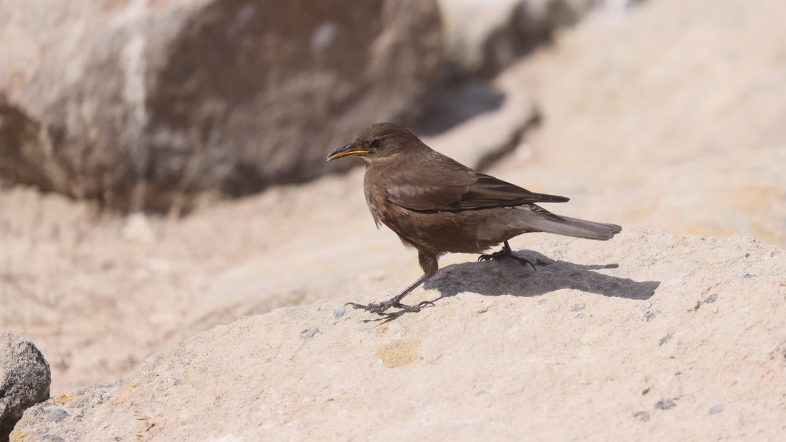 PLA23-25, Day 3,   PLA23_29NOV_FLK_New_Island_RegisPERDRIAT (11).jpg©Regis Perderiat - Oceanwide Expeditions.jpg