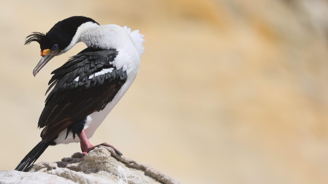 PLA23-25, Day 3,   PLA23_29NOV_FLK_New_Island_RegisPERDRIAT (12).jpg©Regis Perderiat - Oceanwide Expeditions.jpg