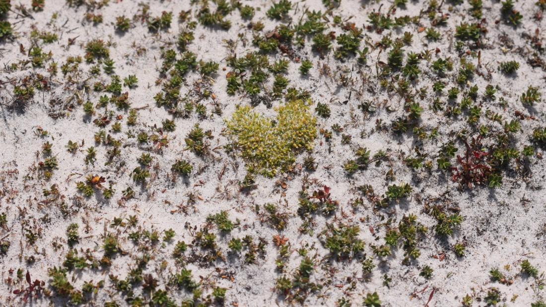 PLA23-25, Day 3,   PLA23_29NOV_FLK_New_Island_RegisPERDRIAT (16).jpg©Regis Perderiat - Oceanwide Expeditions.jpg