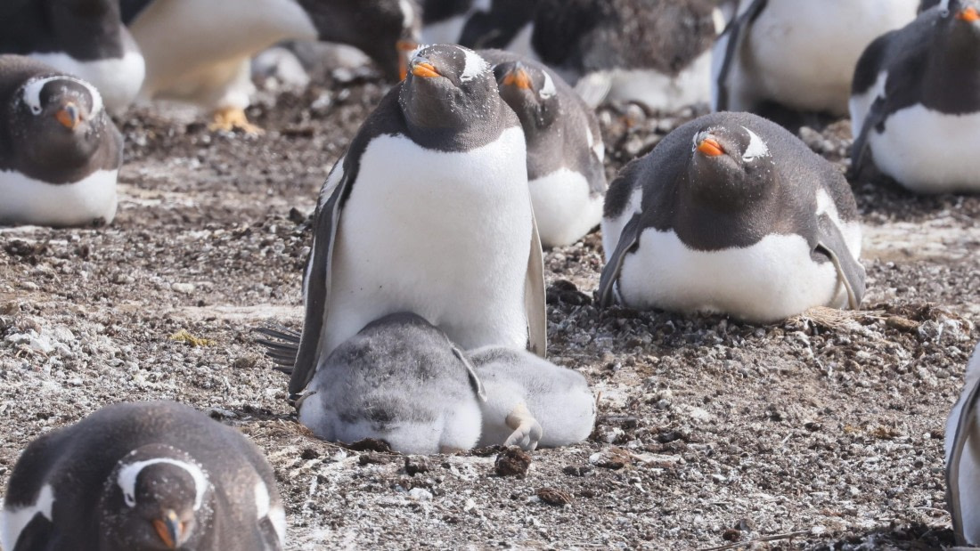 PLA23-25, Day 3,   PLA23_29NOV_FLK_New_Island_RegisPERDRIAT (19).jpg©Regis Perderiat - Oceanwide Expeditions.jpg