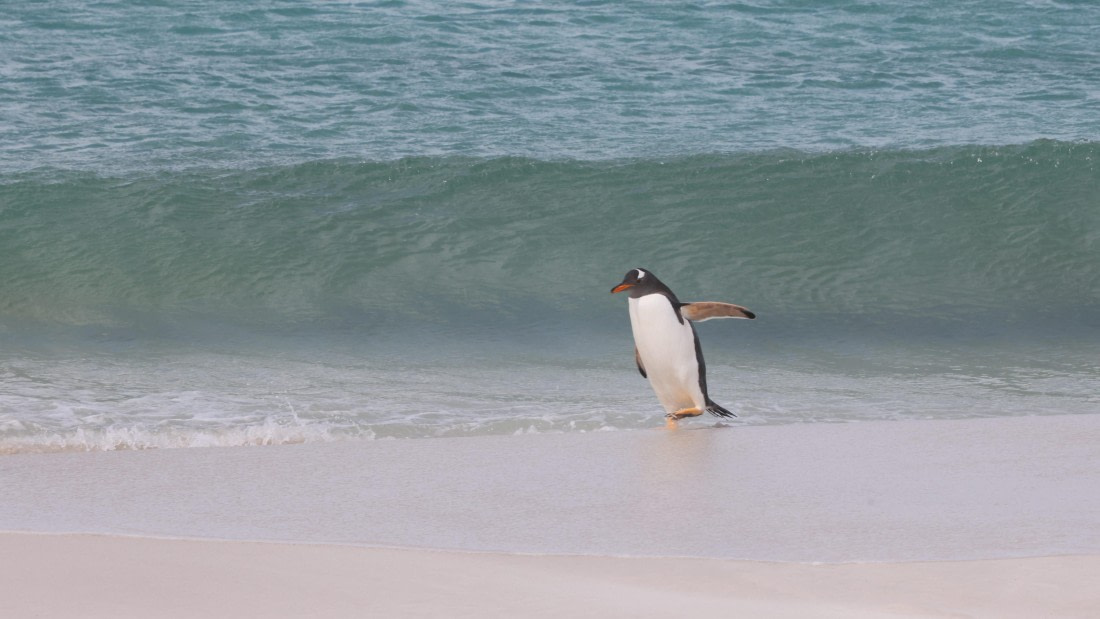 PLA23-25, Day 3,   PLA23_29NOV_FLK_New_Island_RegisPERDRIAT (22).jpg©Regis Perderiat - Oceanwide Expeditions.jpg