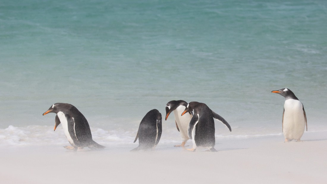 PLA23-25, Day 3,   PLA23_29NOV_FLK_New_Island_RegisPERDRIAT (23).jpg©Regis Perderiat - Oceanwide Expeditions.jpg