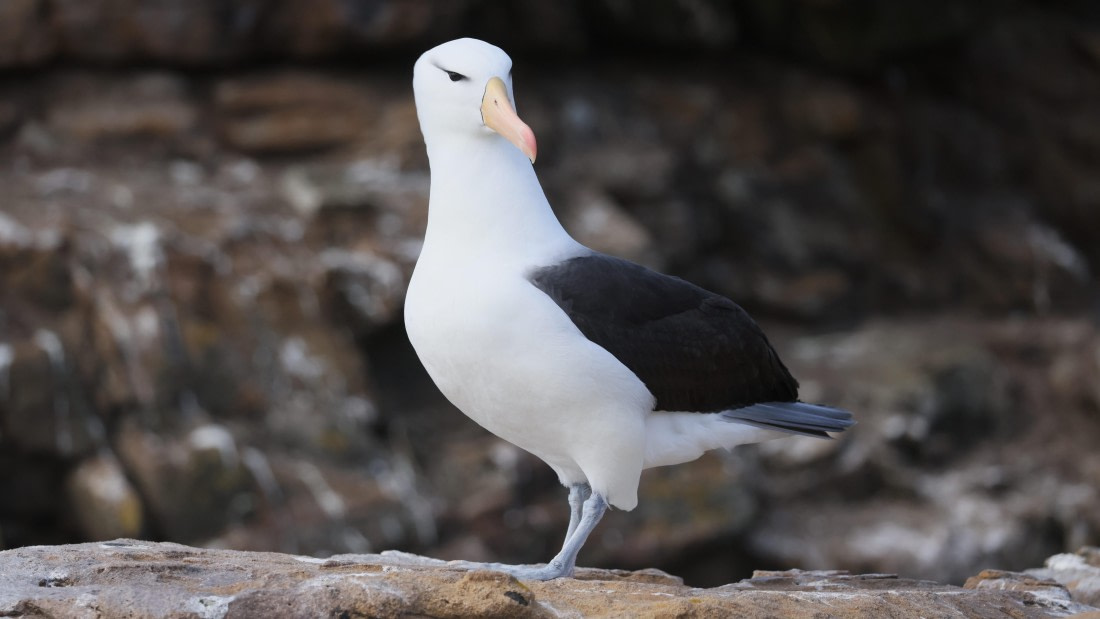 PLA23-25, Day 3,   PLA23_29NOV_FLK_New_Island_RegisPERDRIAT (26).jpg©Regis Perderiat - Oceanwide Expeditions.jpg