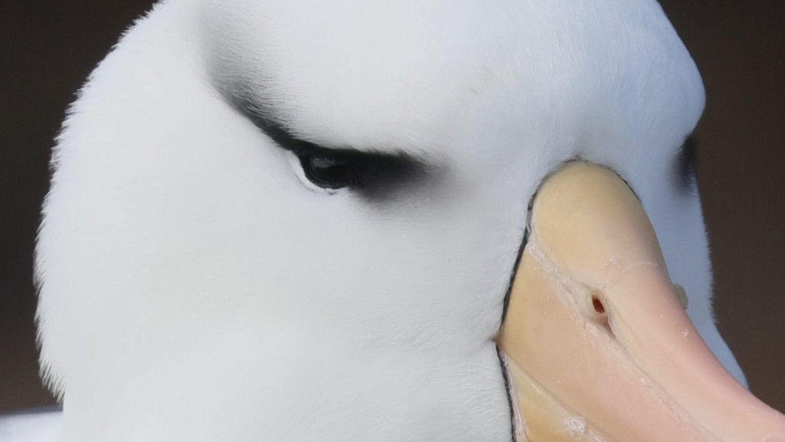 PLA23-25, Day 3,   PLA23_29NOV_FLK_New_Island_RegisPERDRIAT (27).jpg©Regis Perderiat - Oceanwide Expeditions.jpg