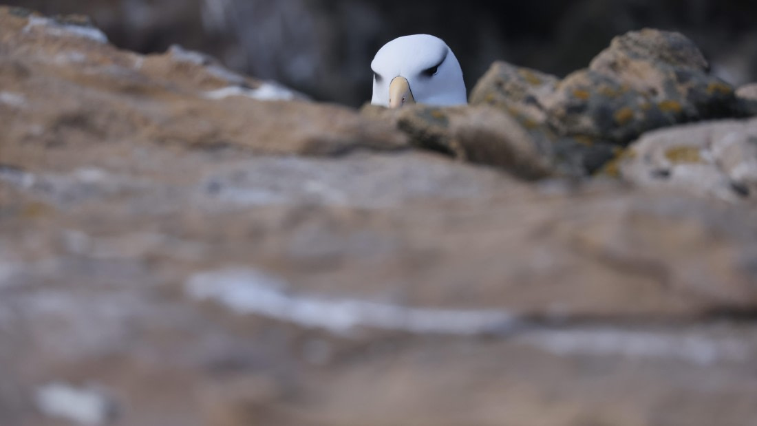 PLA23-25, Day 3,   PLA23_29NOV_FLK_New_Island_RegisPERDRIAT (28).jpg©Regis Perderiat - Oceanwide Expeditions.jpg