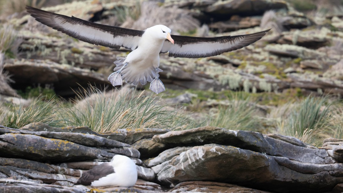 PLA23-25, Day 3,   PLA23_29NOV_FLK_New_Island_RegisPERDRIAT (29).jpg©Regis Perderiat - Oceanwide Expeditions.jpg