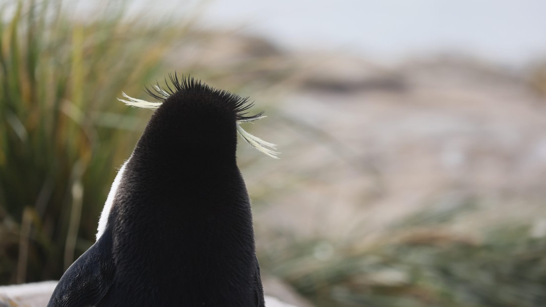 PLA23-25, Day 3,   PLA23_29NOV_FLK_New_Island_RegisPERDRIAT (31).jpg©Regis Perderiat - Oceanwide Expeditions.jpg
