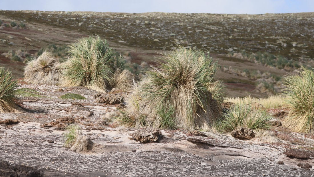 PLA23-25, Day 3,   PLA23_29NOV_FLK_New_Island_RegisPERDRIAT (33).jpg©Regis Perderiat - Oceanwide Expeditions.jpg